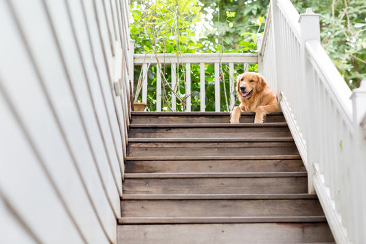 Securing Pet Safety with GripStrip Padz: Anti-Slip Solutions Tailored for Your Furry Friends