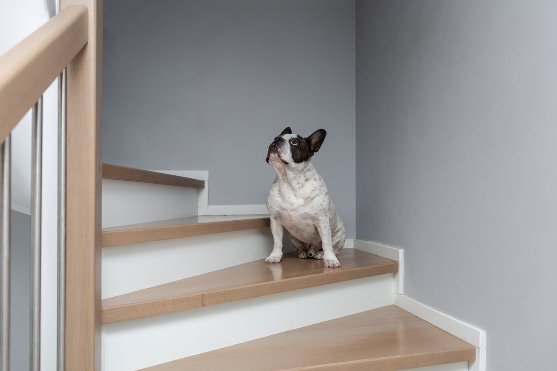 Making Basement Stairs Safer for Kids and Pets